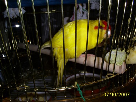 papoušek 1.jpg